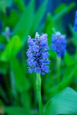 Pontederia cordata marginal for sale  MARKET RASEN