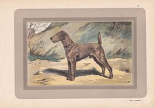 1931 irish terrier for sale  BIDEFORD