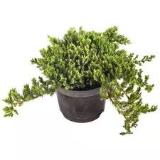Gal. broadmoor juniper for sale  Denver