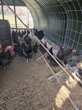 Black australorp chicken for sale  Marlinton