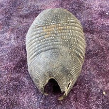 Real armadillo shell for sale  Ellis