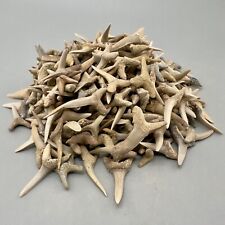 Wholesale group extinct for sale  Fernandina Beach