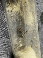 Fourmis tetramorium 10 d'occasion  Vergt