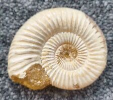Fossilised perisphinctes ammon for sale  BROMSGROVE