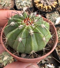 Melocactus actinacanthus 4cm d'occasion  Expédié en France