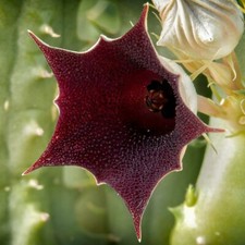 Huernia keniensis uno usato  Giugliano in Campania