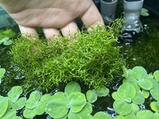 Riccia fluttuantis pianta usato  Ragalna
