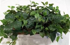 Indoor 19in. artificial for sale  Hollywood