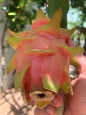 Boutures fruit dragon d'occasion  Expédié en France
