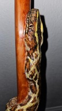 python snakes ball for sale python snakes ball for sale Cottonwood