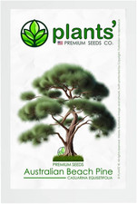 Australian beach pine for sale  Denver