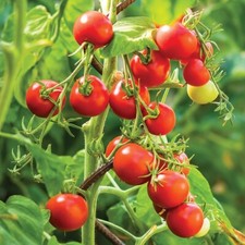 Bush tomato plants for sale  EVESHAM