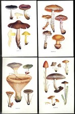 1911 antique prints for sale  BLYTH