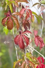 Parthenocissus quinquefolia en gebraucht kaufen  Westerstede