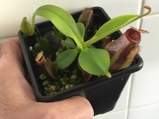 nepenthes seeds for sale nepenthes seeds for sale PRENTON