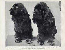 Sussex spaniel two for sale  COLEFORD
