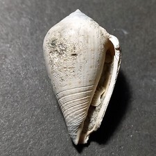 conus usato conus usato Italia