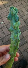 Myrtillocactus geometrizans fu for sale  Indianapolis