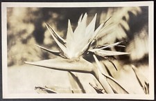 Bird paradise hawaiian for sale  Hot Springs Village