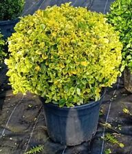 Euonymus japonicus elegantissi for sale  BECCLES