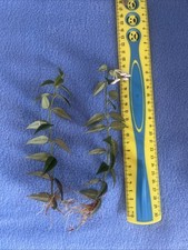 Ableger hoya bella gebraucht kaufen  Sonthofen