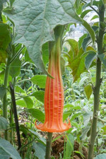 Brugmansia sanguinea aurantia for sale  BECCLES