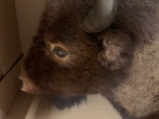 Buffalo taxidermy head for sale  Hertford