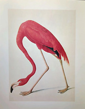 Usado, John James Audubon AMERICAN FLAMINGO Birds placa de livro de arte vintage 74 comprar usado  Enviando para Brazil