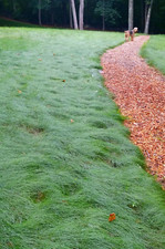 Creeping red fescue for sale  Spring Lake