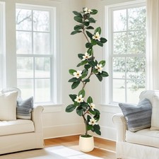 Rubber tree 7ft for sale  Brentwood