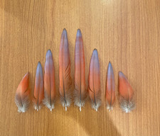 Macaw feathers pink for sale  Chandler