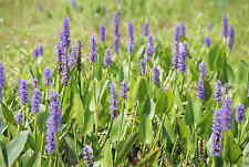 Pickerel weed pontederia for sale  BUCKFASTLEIGH