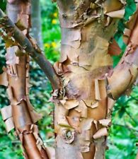 Paperbark maple seeds for sale  Buffalo