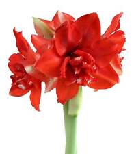 Ragtime symphony amaryllis for sale  Benton Harbor