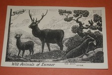 exmoor for sale  SHEFFIELD