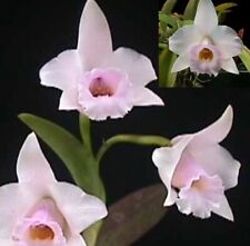 Laelia alaorii species for sale  Bogalusa