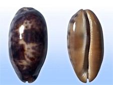 Cypraea testudinaria penang usato  Roma