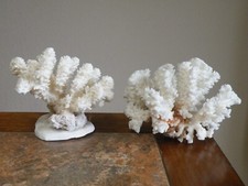 Finger coral reef for sale  Oconomowoc