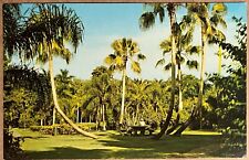 Usado, Postal Sarasota Florida Jungle Gardens Washingtonia Palm Tree Bowl 1960 segunda mano  Embacar hacia Argentina