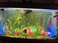 180l jewel fish for sale  GREAT YARMOUTH