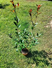 Piante photinia red usato  Olgiate Molgora