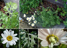 Piretro (Pyrethrum tanacetum o Chrysanthemum cinerariifolium) 40 semi, usado comprar usado  Enviando para Brazil