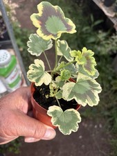 House plant fancy for sale  Crosby