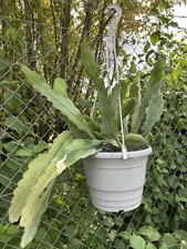 Lotus queen epiphyllum gebraucht kaufen  Kelkheim