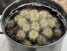 Live large scarlet for sale  Ramah