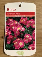 American pillar potted for sale  WISBECH
