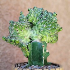 Euphorbia horwoodii cristata for sale  Valley Village