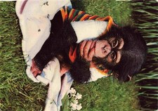 Affen baby zoo gebraucht kaufen  Deutschland