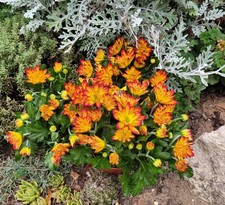 Indian chrysanthemum indicum for sale  HORSHAM
