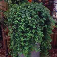 Trailing indian mint for sale  BELLSHILL